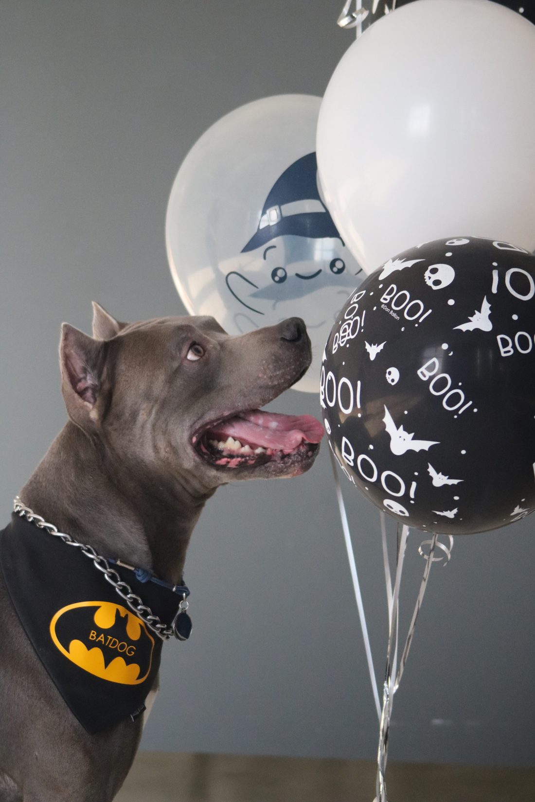 Бандана Batdog хеллоуин wag'n'tails